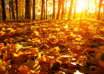 5 Should Have Gadgets For The Best Yard Fall Clear Up