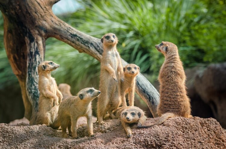 Revisiting the Issue Zoo: How Time Horizon Impacts the Efficacy of Funding Components