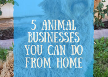 5 Animal Companies You Can Do From Residence