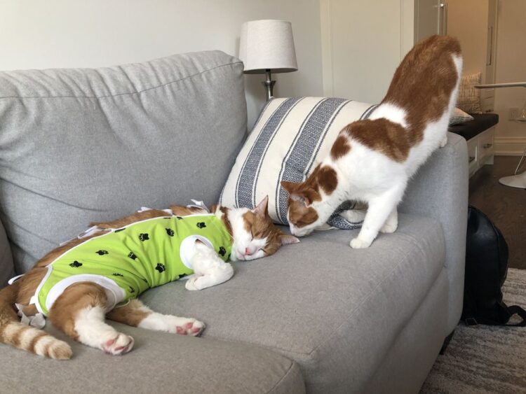 Hovering prices are forcing some Canadians to restrict vet visits and even surrender their pets