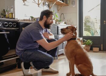 Individuals’ Properties Are Shrinking—however Their Canines Aren’t