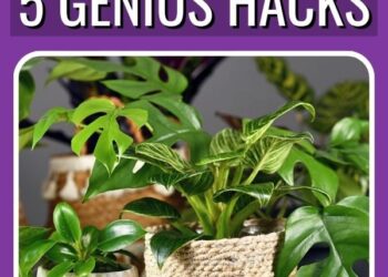 Indoor Houseplants on a Price range: 5 Hacks to Save $300+ Per Yr