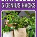 Indoor Houseplants on a Price range: 5 Hacks to Save $300+ Per Yr