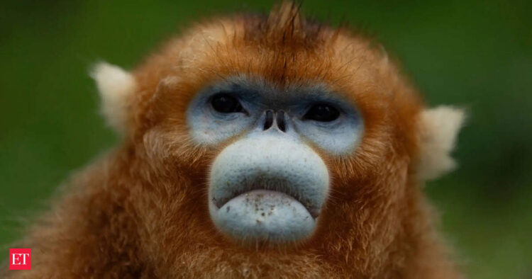 China’s uncommon golden monkeys debut at European zoos, doable successor to ‘panda diplomacy’