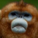China’s uncommon golden monkeys debut at European zoos, doable successor to ‘panda diplomacy’