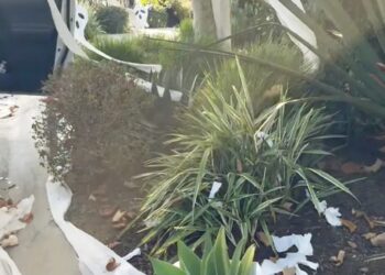 HGTV Star Christina Haack’s $12 Million California House Is Rest room-Papered in Halloween Prank