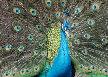 Monetary Choice and Investor Herding: Classes from Evolutionary Biology