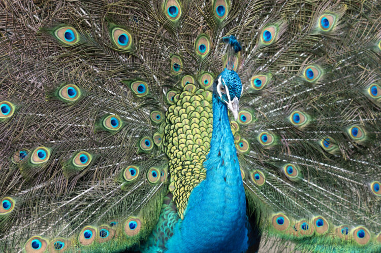 Monetary Choice and Investor Herding: Classes from Evolutionary Biology