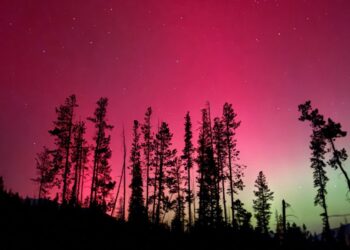 “Ooh it is so fairly!” | Insurance coverage Enterprise America