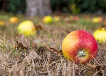 Generational Wealth: Does the Apple Fall Far From the Tree?