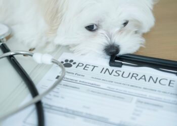 New Jersey passes pet insurance coverage act, mandates business compliance by 2027