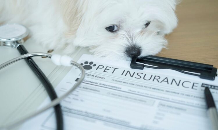 New Jersey passes pet insurance coverage act, mandates business compliance by 2027