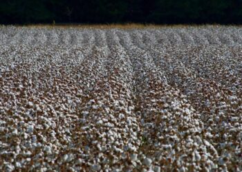 Cotton Slips Decrease into the Friday Shut