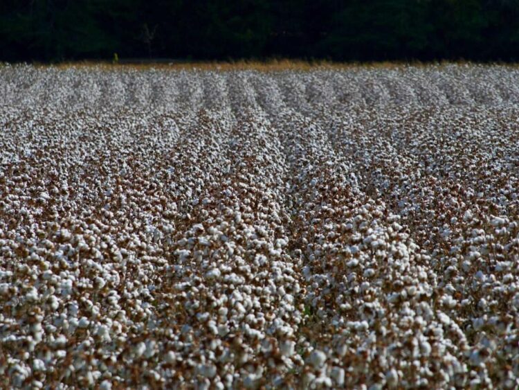 Cotton Slips Decrease into the Friday Shut