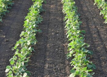 Soybeans Maintain onto Positive aspects on Wednesday