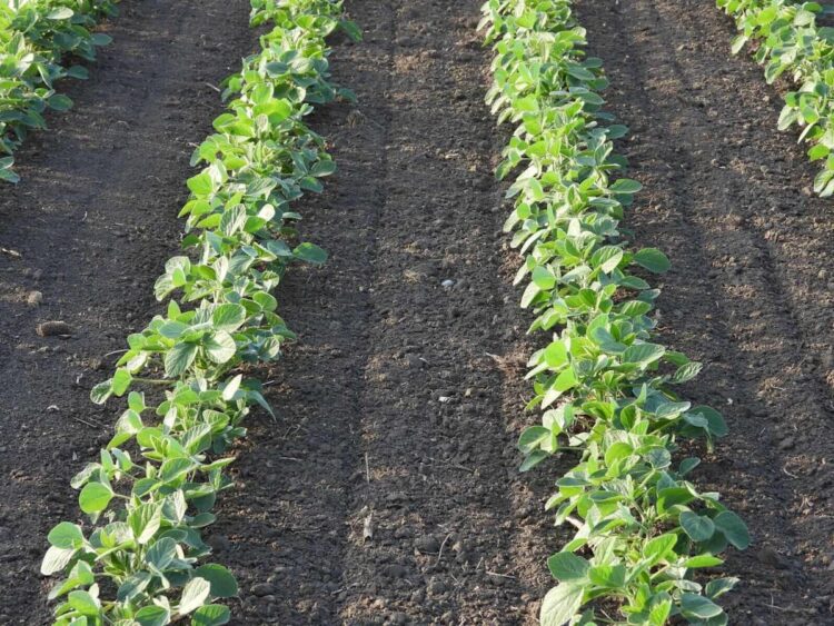 Soybeans Maintain onto Positive aspects on Wednesday