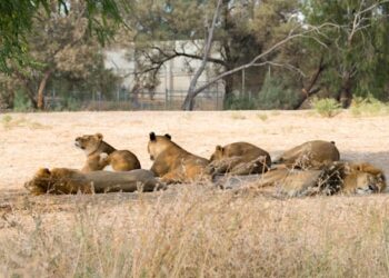 Politicians not planners driving Safari Park relocation