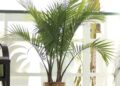 Lowe’s Majesty Palm Home Plant solely $14.98!