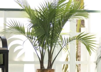 Lowe’s Majesty Palm Home Plant solely $14.98!