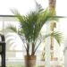 Lowe’s Majesty Palm Home Plant solely $14.98!