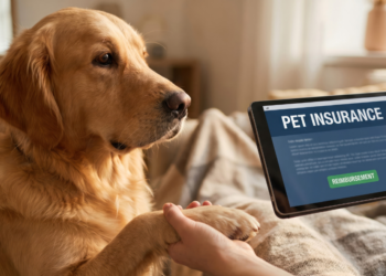 Large cats enter pet insurance coverage: Why international giants are turning to Lassie