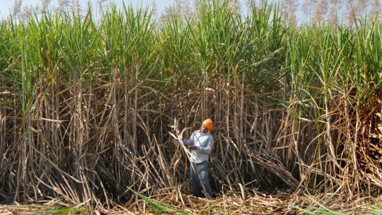 ‘Progressive and farmer pleasant’: ISMA welcomes Centre’s ₹10 hike in sugarcane FRP