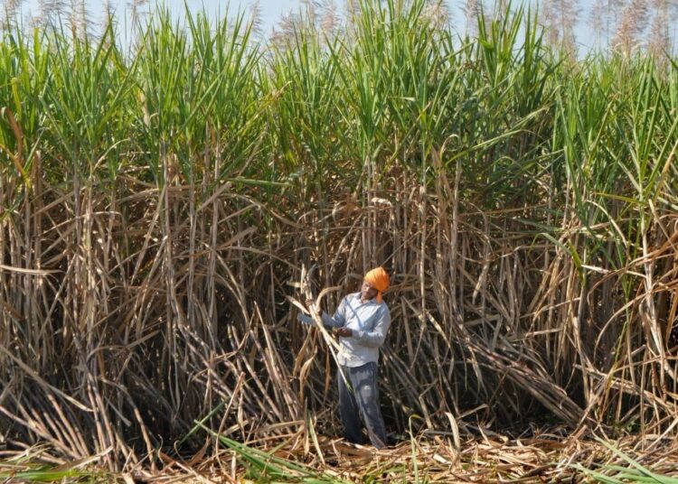 ‘Progressive and farmer pleasant’: ISMA welcomes Centre’s ₹10 hike in sugarcane FRP