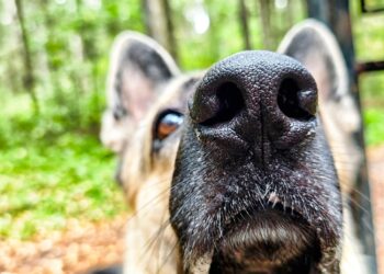 AI Good Locks Are Getting Higher at Pet Recognition