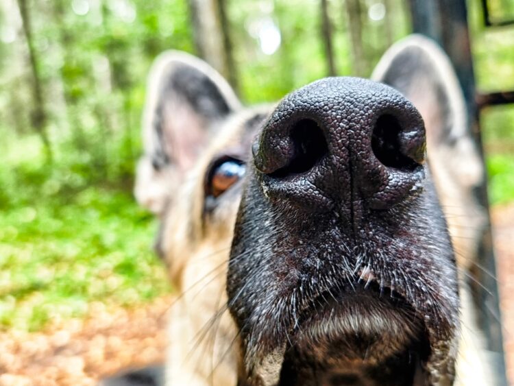 AI Good Locks Are Getting Higher at Pet Recognition