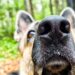 AI Good Locks Are Getting Higher at Pet Recognition