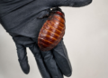 ‘If you’re discovered to own…’: Greater than 1,00,000 unlawful cockroaches seized in Australia