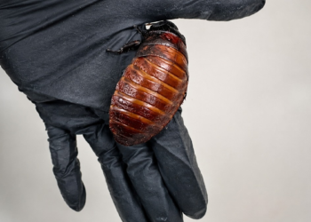 ‘If you’re discovered to own…’: Greater than 1,00,000 unlawful cockroaches seized in Australia