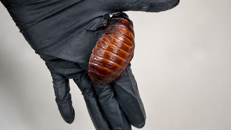 ‘If you’re discovered to own…’: Greater than 1,00,000 unlawful cockroaches seized in Australia
