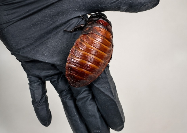 ‘If you’re discovered to own…’: Greater than 1,00,000 unlawful cockroaches seized in Australia