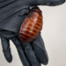 ‘If you’re discovered to own…’: Greater than 1,00,000 unlawful cockroaches seized in Australia