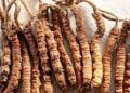 What’s Yarsagumba? The uncommon fungus value ₹20 lakh/kg driving Nepal’s mountain financial system
