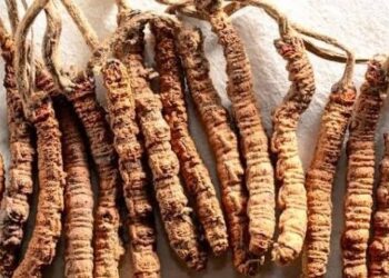 What’s Yarsagumba? The uncommon fungus value ₹20 lakh/kg driving Nepal’s mountain financial system