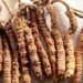 What’s Yarsagumba? The uncommon fungus value ₹20 lakh/kg driving Nepal’s mountain financial system
