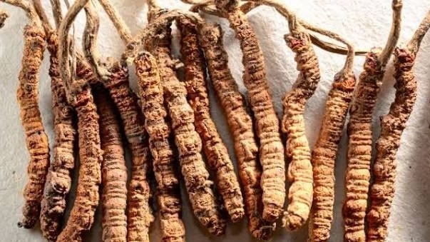 What’s Yarsagumba? The uncommon fungus value ₹20 lakh/kg driving Nepal’s mountain financial system