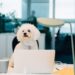 The working-from-home debate: Measures corporations are taking to entice workers again to the workplace