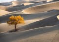 ESG Scores Miss What Issues: Can Firms Adapt?