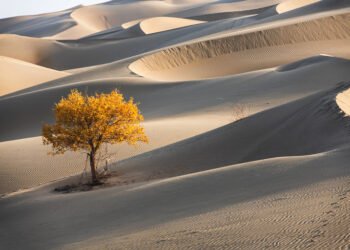 ESG Scores Miss What Issues: Can Firms Adapt?