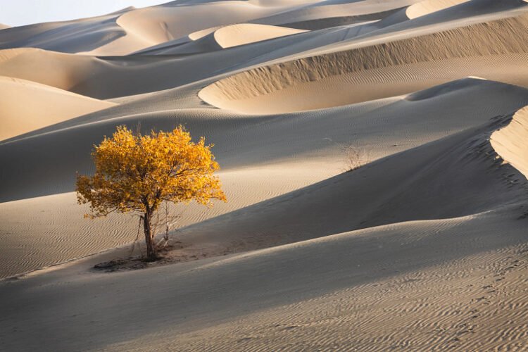 ESG Scores Miss What Issues: Can Firms Adapt?