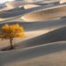 ESG Scores Miss What Issues: Can Firms Adapt?