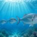 Why Enterprise Capital Funds Should Get Greater To Compete