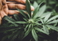 Home lawmakers make a fourth try at a federal protected harbor for hashish insurers