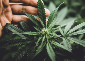 Home lawmakers make a fourth try at a federal protected harbor for hashish insurers