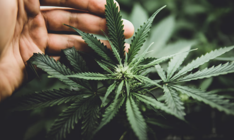 Home lawmakers make a fourth try at a federal protected harbor for hashish insurers