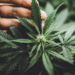 Home lawmakers make a fourth try at a federal protected harbor for hashish insurers