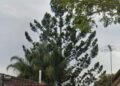 Man compelled to foot invoice to avoid wasting neighbour’s ‘burdened’ tree